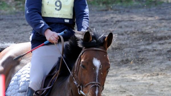 Saumur jeunes chevaux : à Pierre-Marie Dubois les 6 ans