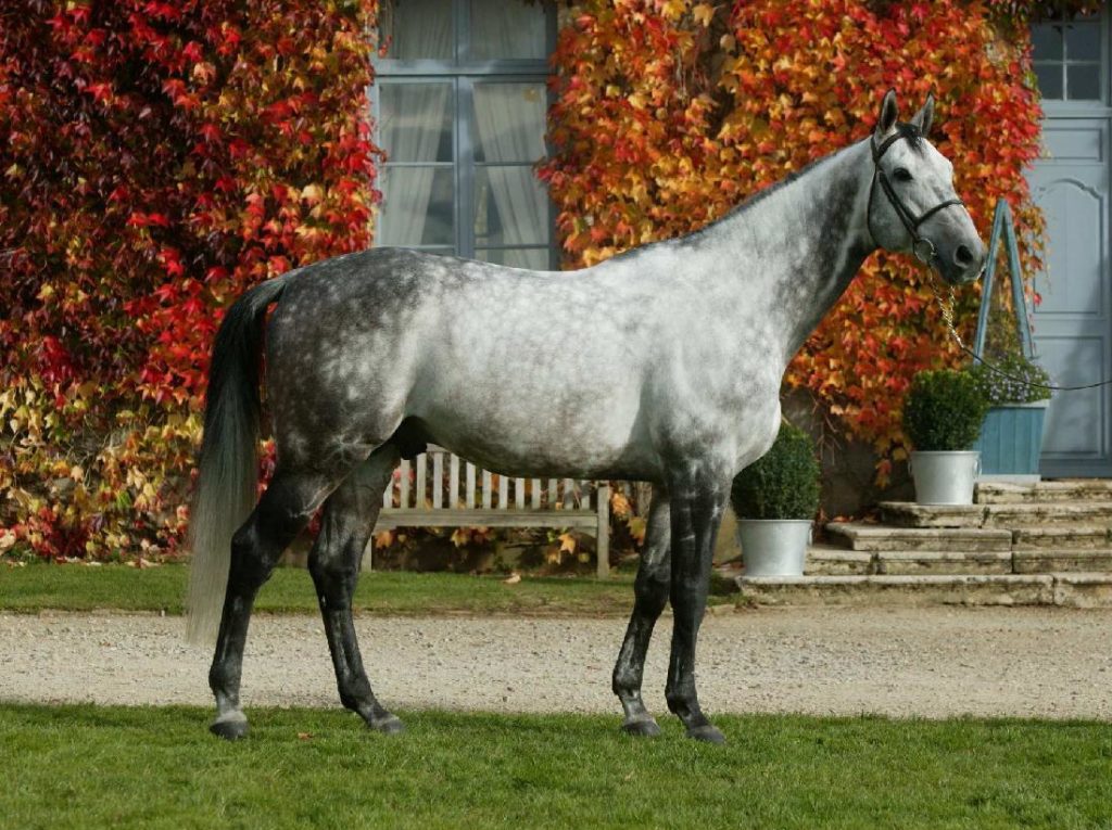 Le Haras de Brullemail fête ses 25 ans