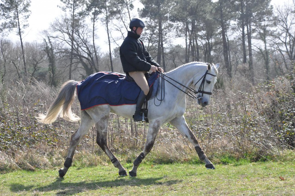 Le Cavalier S En Sert Pour Stimuler Son Cheval