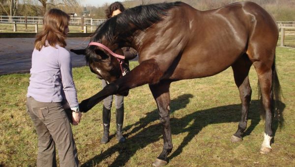 Rencontre avec Alexandra Pierquin, cavalière et ostéopathe équin et canin