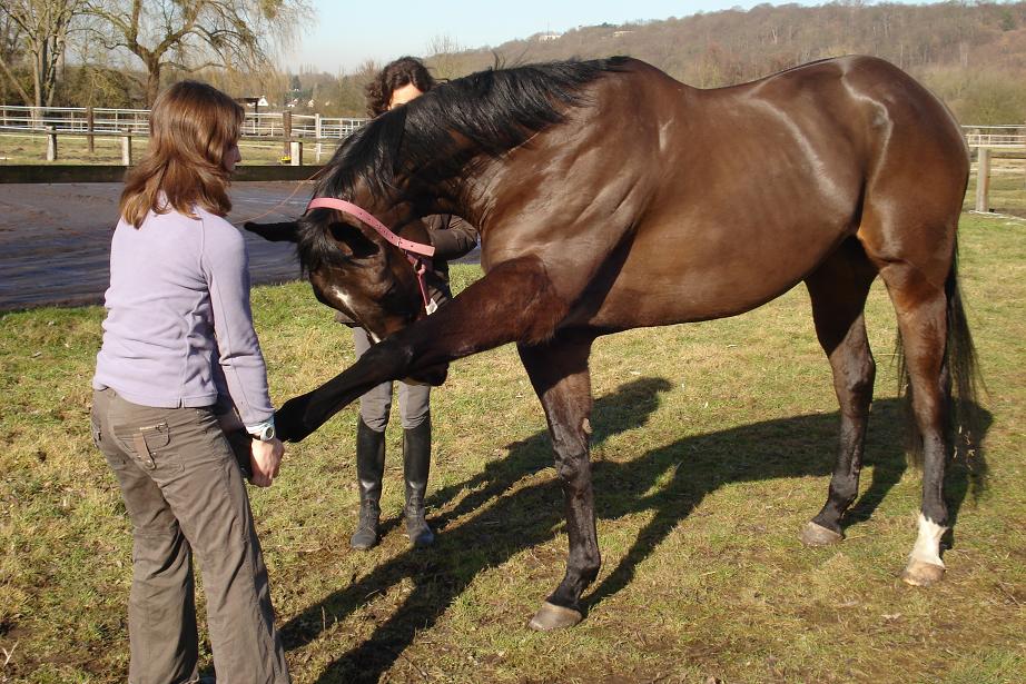 Rencontre avec Alexandra Pierquin, cavalière et ostéopathe équin et canin