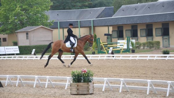 Saumur : le dressage commence