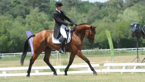 Bazoges en Pareds : résultats après le dressage