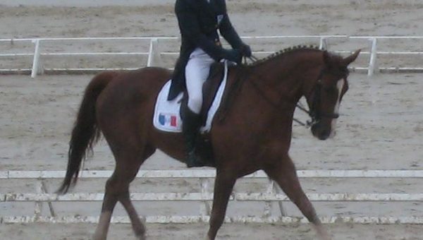 Sandillon : dressage du 2ème jour