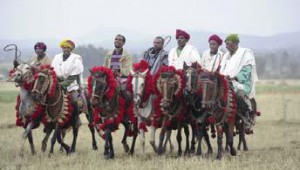 Les chevaux d’Abyssinie au Haras national de Compiègne