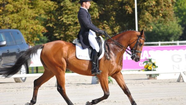 Jardy : dressage de la Pro élite GP