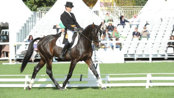 Jean Lou Bigot : de la motivation et du plaisir à monter ses chevaux