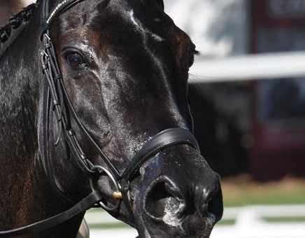 Zidante Championne du Monde des chevaux de 7 ans