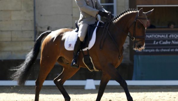 Master Pro: Duel de titans sur le carré de dressage