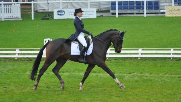 Mondial du Lion : dressage des 6 ans