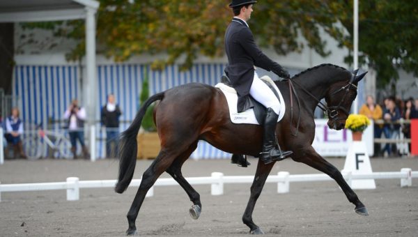 Pau : un dressage de stars !