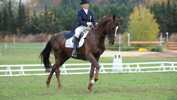 Le Pouget : Karin Donckers et Mathieu Lemoine meilleurs au dressage