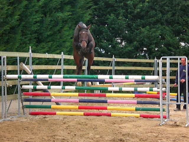 Un nouveau cheval pour Donatien Schauly