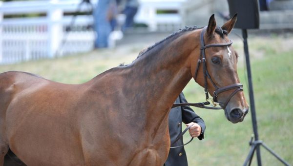 Les astuces de Julie Vigeanel : Garder son cheval en bon état