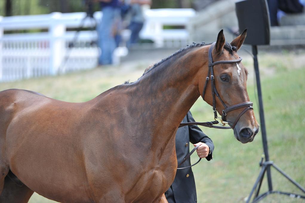 Les astuces de Julie Vigeanel : Garder son cheval en bon état