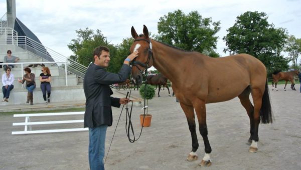 Lignières : le dressage à mi-journée