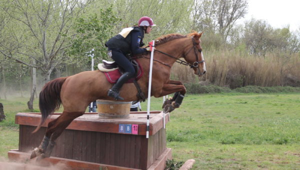 Trebes : Ulysse de Bel Air, meilleur 7 ans Amateur