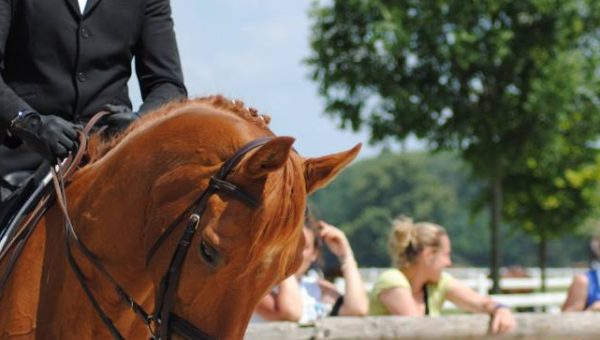 Anis Belhocine : meilleur cavalier Amateur