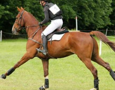 Hauteville : Tynoe meilleur 7 ans Amateur