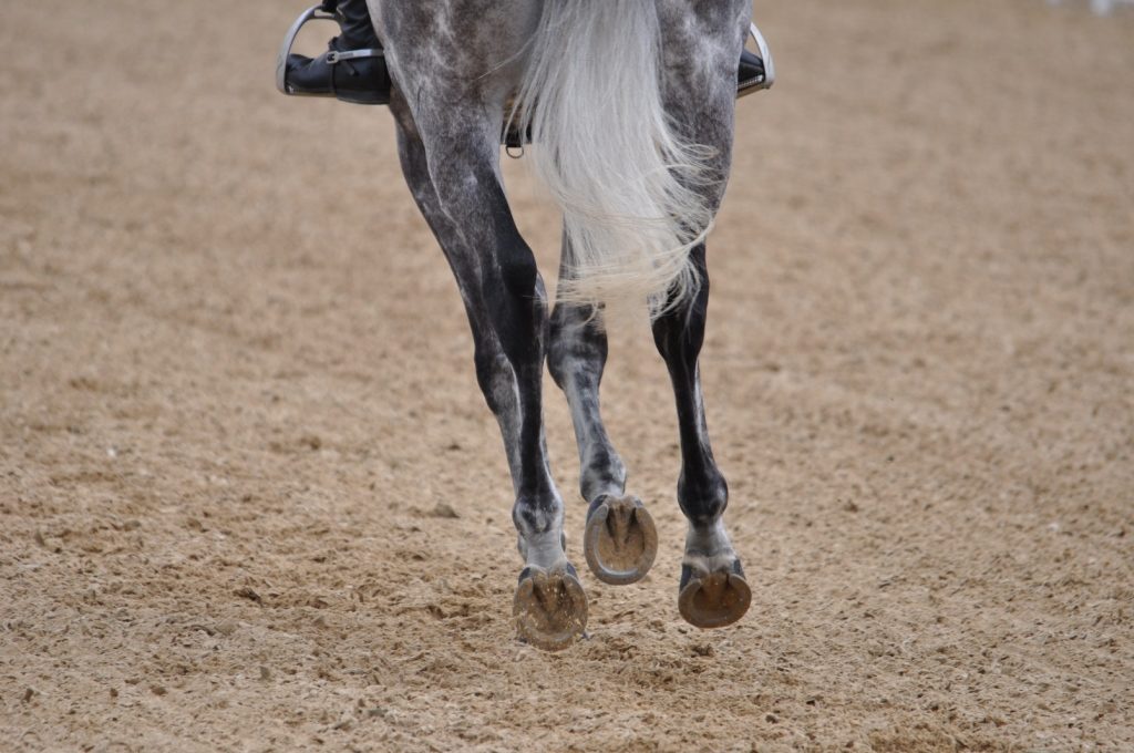 Journées : Les différentes méthodes de dressage