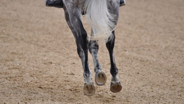 Journées : Les différentes méthodes de dressage