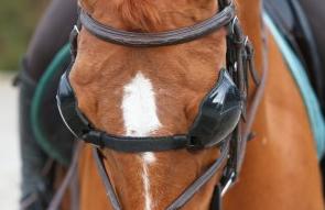 Des lunettes de soleil pour chevaux !