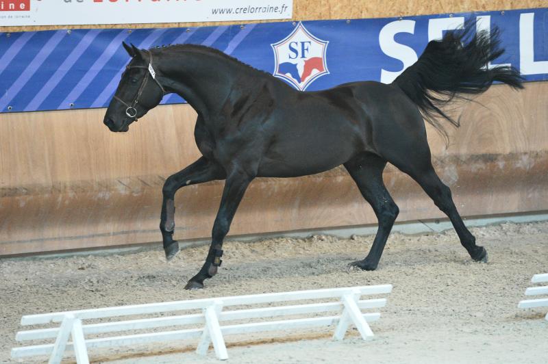 Commissions d’approbation étalons Selle Français 2019