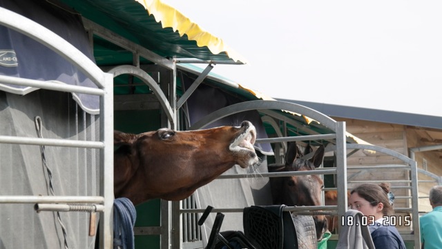 Un petit coucou des boxes ! (photo Gérard Largillière)