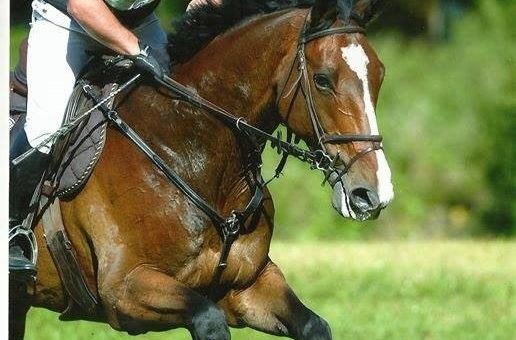 Melay : Uccianno de Flandres, meilleur 7 ans Amateur