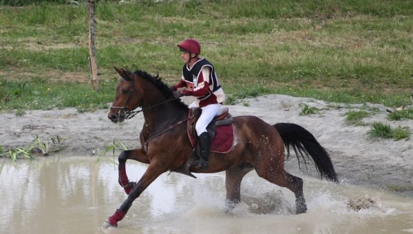 Vaillant du Salvert : meilleur 7 ans Amateur à Mamers