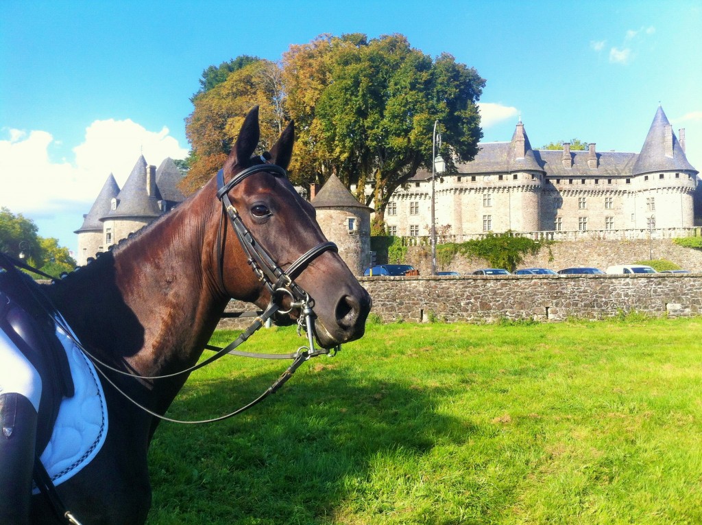 Premier cheval vendu grâce à France Complet !