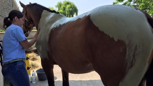 De la physio-massothérapie pour vos chevaux, au tarif adhérent