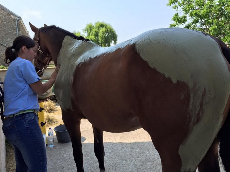 De la physio-massothérapie pour vos chevaux, au tarif adhérent