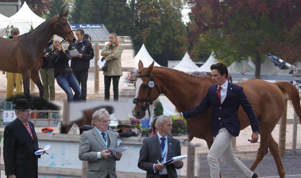 Journées : l’inspection des chevaux