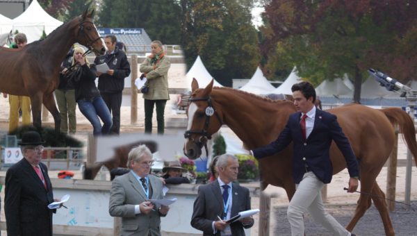 Journées : l’inspection des chevaux