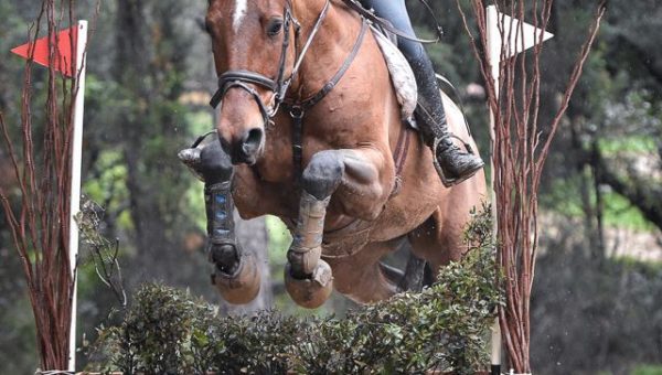 Et dans le Sud à Cornillon : premier prix du meilleur 7 ans Amateur !