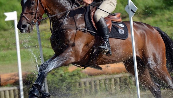 Lion d’Angers : nouvelle victoire pour Astier et Alertamalib’Or