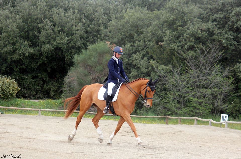 Crack Boy des Aurs, deux victoires en Cycles Classiques 6 ans