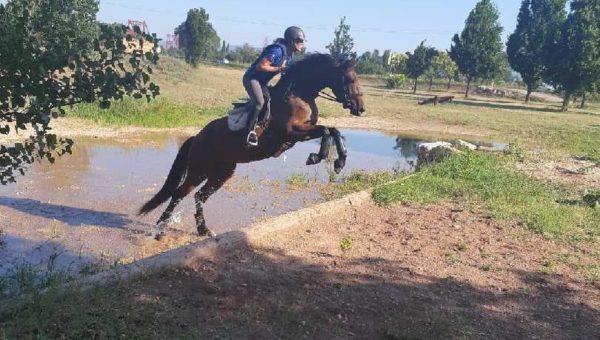 Remise en jambe dressage / cross au Pouget