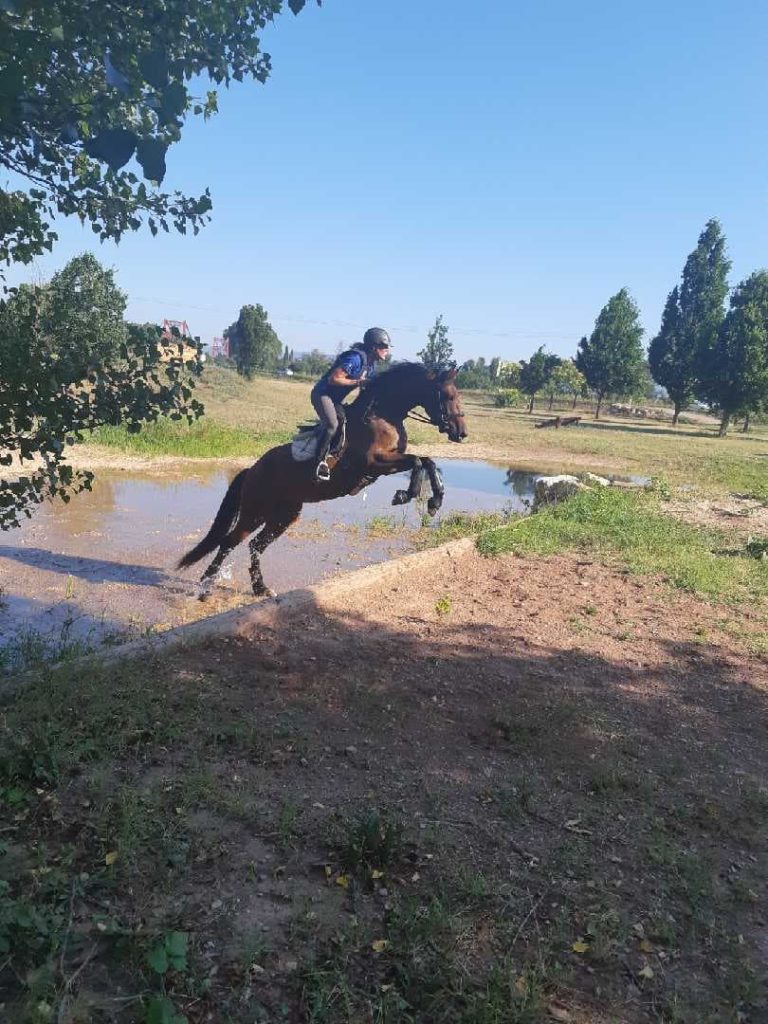 Remise en jambe dressage / cross au Pouget