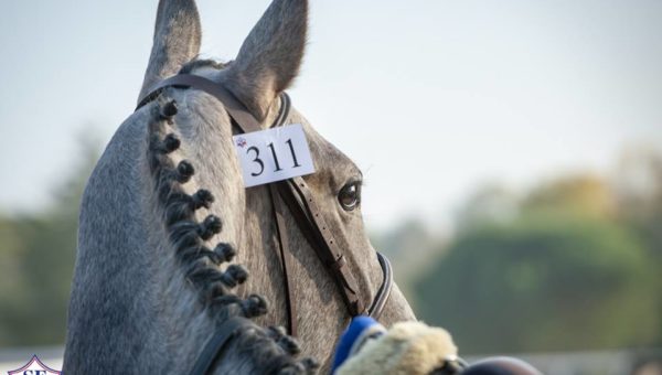 Journées du Complet : Horse Dating (Eleveurs / Cavaliers / Propriétaires)