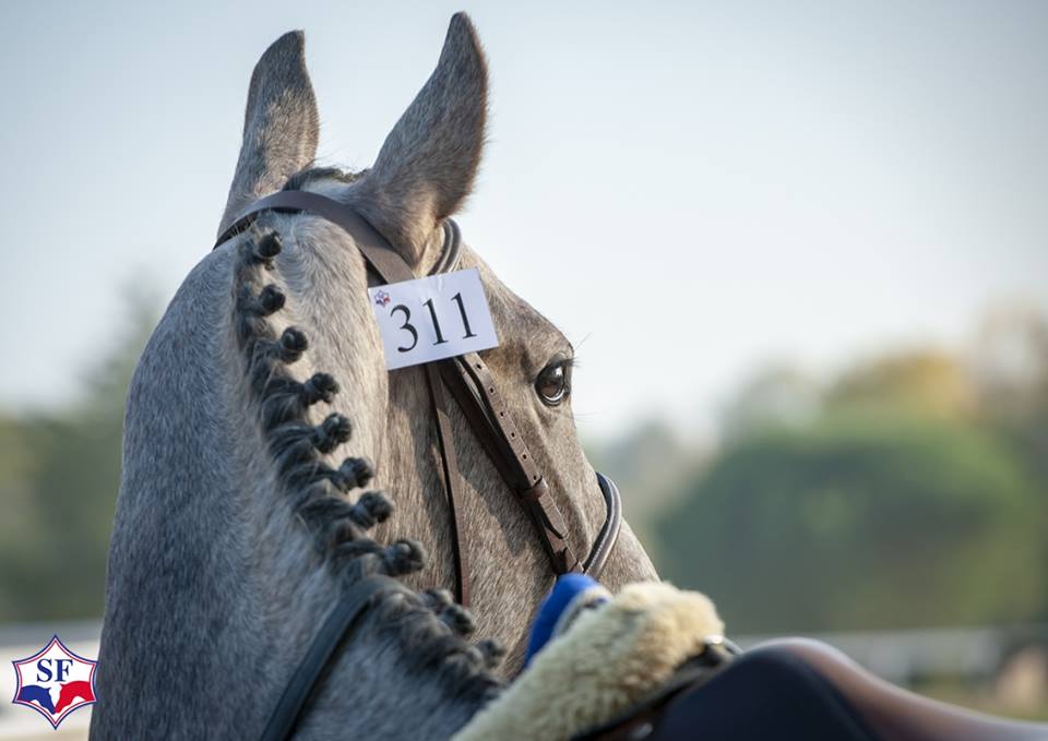 Journées du Complet : Horse Dating (Eleveurs / Cavaliers / Propriétaires)