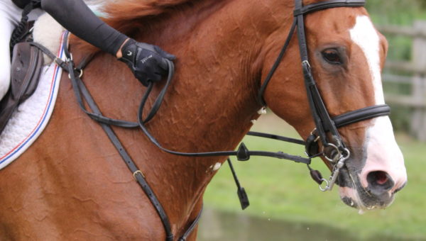 CCIO 4*: Carton plein pour l’équipe de France à l’hippique