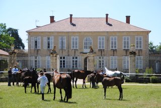 Pierre de la Serve, Haras d’Olympe : « On dit souvent que l’Anglo est difficile c’est une erreur »