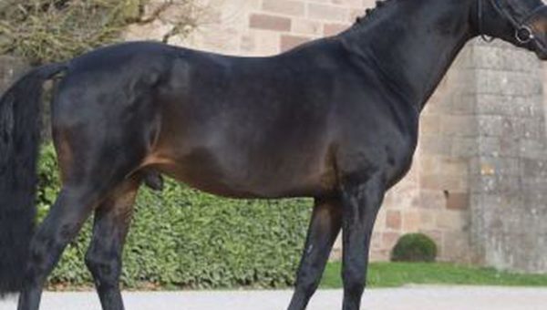 WBFSH Sires Rankings : Grafenstolz détrône Contendro