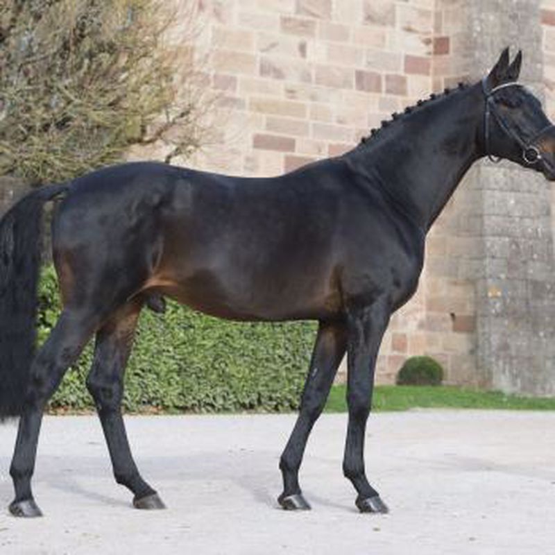 WBFSH Sires Rankings : Grafenstolz détrône Contendro