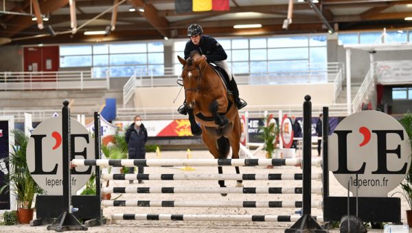 Des Anglos de complet parmi les candidats étalons Selle Français