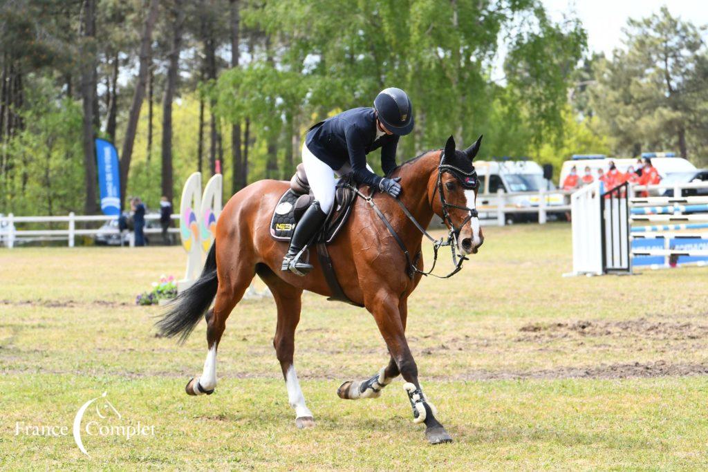 Rankings WBFSH : le Selle Français n°1 des studbooks