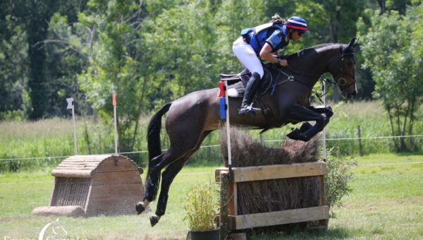 Les Jeunes Chevaux selon Sébastien Cavaillon : passion, patience et persévérance