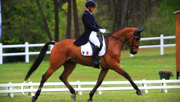 CCI Saumur : Sébastien Cavaillon s’offre la tête à l’issue du dressage avec Elipso de la Vigne